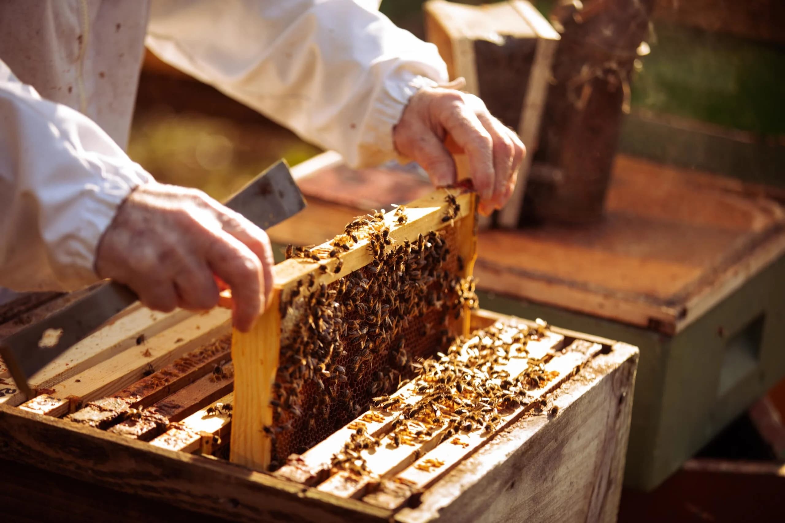 Bees Products