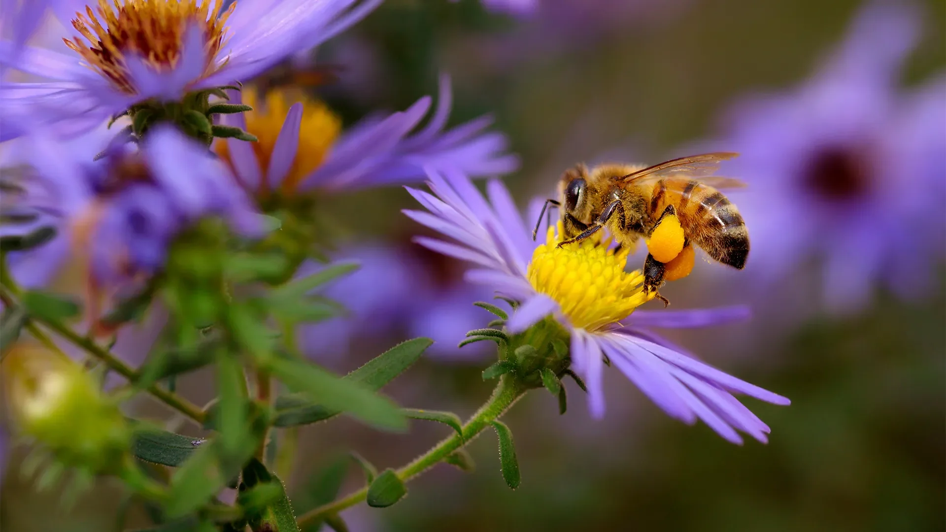 The Importance of Bees in Our Ecosystem and How You Can Help