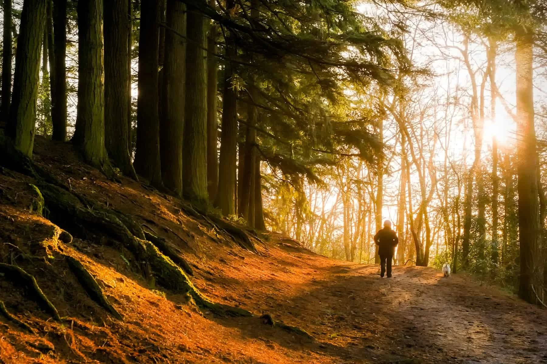 The Amazing Health Benefits of Hiking: Why You Should Get Outside and Walk in Nature
